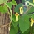 Heart shaped leaves and yellow tubular pipe-shaped flowers.