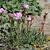 Armeria maritima