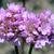 Armeria maritima flower