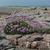 Armeria maritima