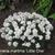 Armeria maritima