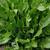 Armoracia rusticana