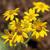 Arnica acaulis