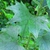 Arnoglossum atriplicifolium