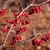 Leafless twigs with hanging umbels of red berry-like fruits