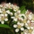 Umbels of white, 5-petaled flowers with many stamens.