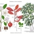 Color illustration of the technical details of this species.