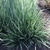 Mound of linear variegated leaves