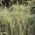 Grass with fluffy elongate inflorescences
