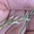 Panicle of spikelets