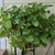 Houseplant view