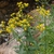 Form