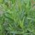 Artemisia dracunculus