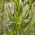 Artemisia dracunculus