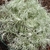 A,‘Makana Silver'