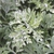 Artemisia 'Powis Castle'
