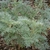 Artemisia 'Powis Castle'