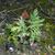 Artemisia abrotanum