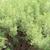Artemisia abrotanum