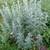 Form of A. absinthium