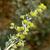 Artemisia absinthium