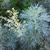 Artemisia absinthium