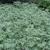 Artemisia absinthium form