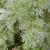 Artemisia absinthium