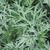 Artemisia absinthium leaves