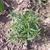 Artemisia dracunculus