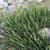 Artemisia ludoviciana in bloom