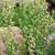 Artemisia ludoviciana