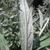 Artemisia ludoviciana