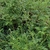 Form of A. santolinifolia