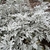 Gray pinnatifid leaves on erect shoots.