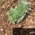 A. schmidtiana 'Nana', emerging plant, spring, Durham County, NC