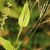 Leaf and stem