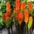 Erect spikes of spikes of orange berries.