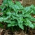 Cluster of sagittate leaves, shiny green with white veins.