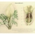 Botanical Illustration of plant & cross-section of inflorescence