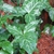 Cluster of sagittate leaves, shiny green with white veins.