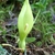 Pale green spathe surrounding a white spadix.