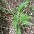Arum maculatum in flower