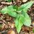Arum Maculatum plant