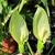 Flowers of A. maculatum
