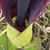 Close up of flower