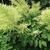 Aruncus dioicus