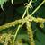 Aruncus dioicus