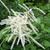 Aruncus dioicus