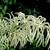 Aruncus dioicus